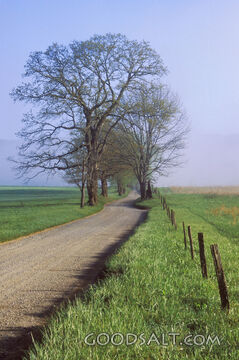 Trees Along a Road