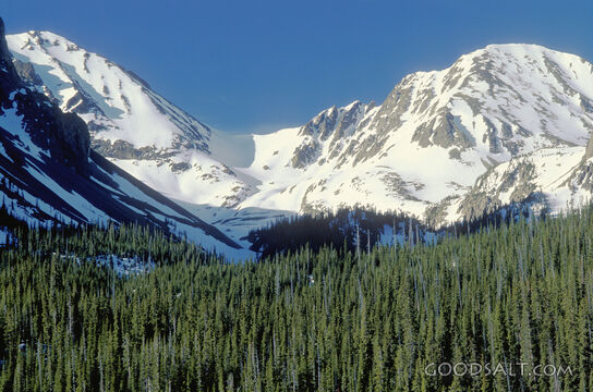 Trees and Snowy Mountains