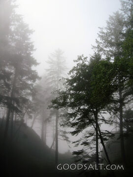 Trees in Fog