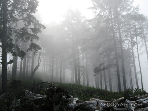 Trees in Fog