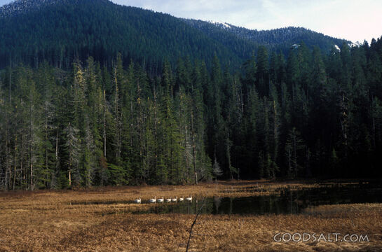 Trumpeter Swans in the Wilderness