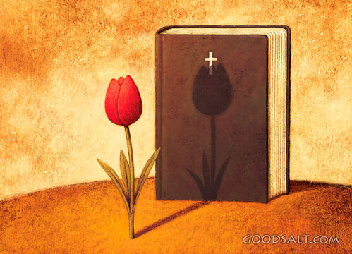 Tulip and Bible