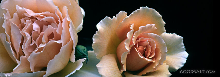 Two Light Pink Roses