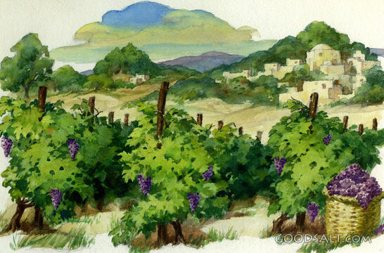 Vineyards