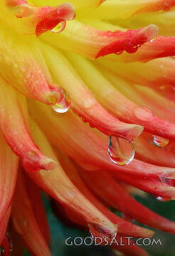 Waterdrops on Dahlia Petal Ends