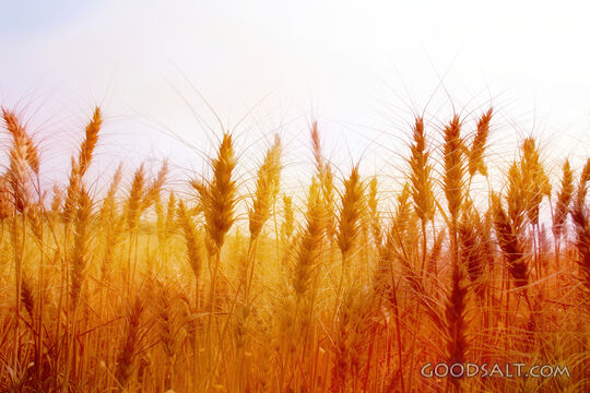 Wheat Field