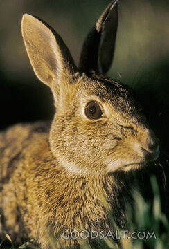 Wild Rabbit 3/4 View