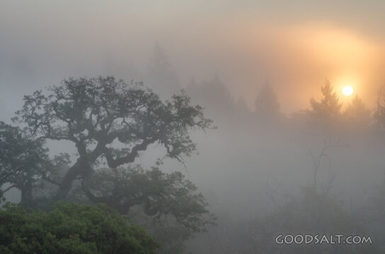Winter Sun Through the Fog