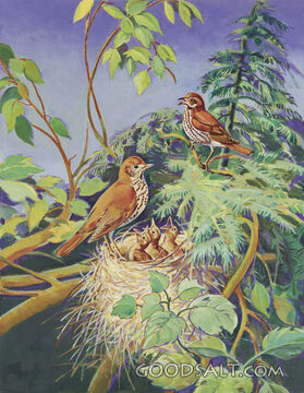 Wood Thrush and Nest