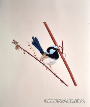 Fairy Wren