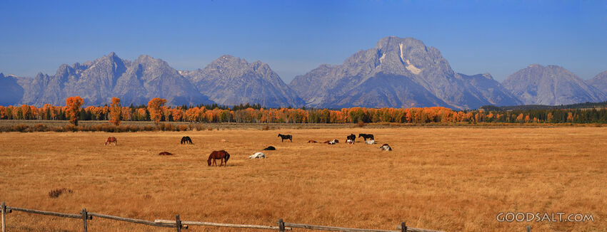 WYOMING. Teton National Park. Panorama of horses grazing in 