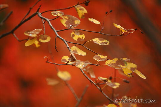 WYOMING. Teton National Park. Quaking aspen and red maple le