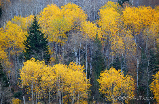 Yellow Aspen Trees and Evergreens