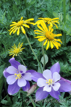 Yellow Daisies and Purple Columbine With Green Vegitation