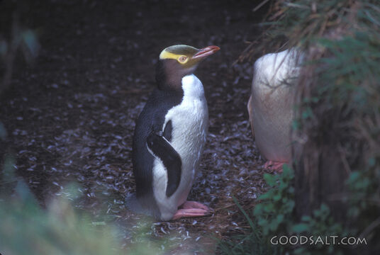 Yellow-Eyed Penguin in New Zealand