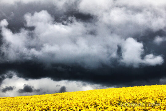 Yellow Field and Dark Sky
