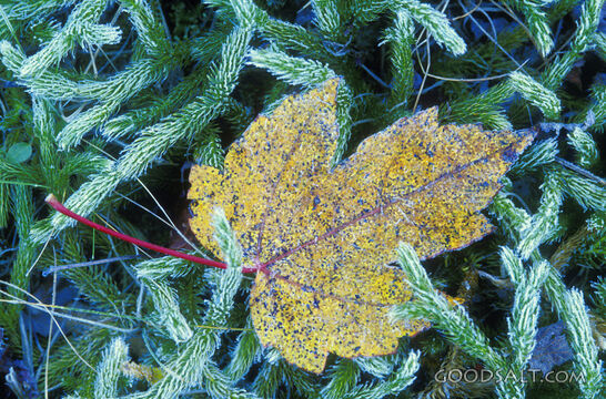 Yellow Leaf With Green Shrub