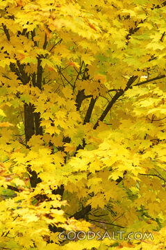 Yellow Leaves