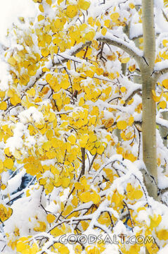 Yellow Leaves and Snow