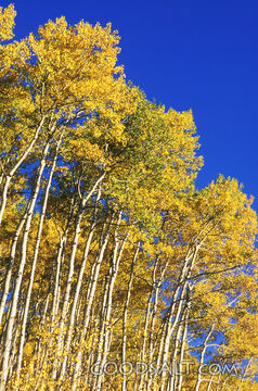 Yellow Leaves, Blue Sky