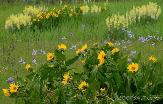 Yellow Lupines and Balsam Root