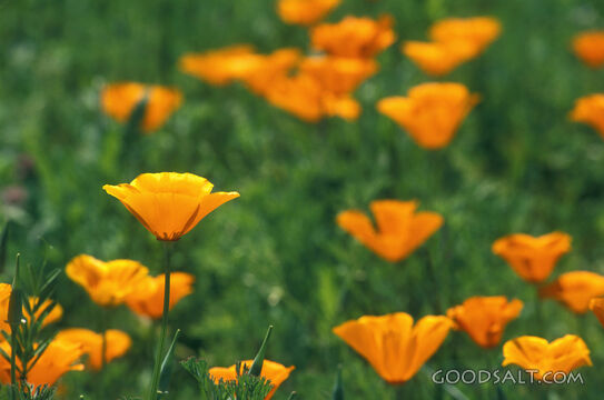Yellow Poppies Meadow