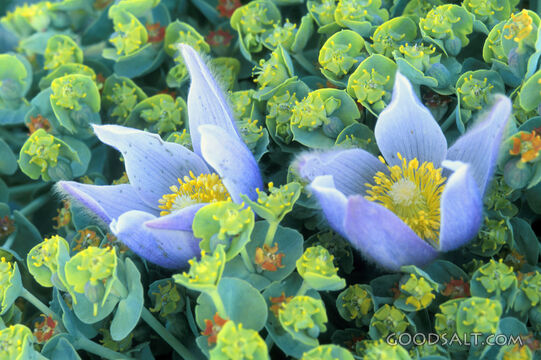 2 Fuzzy Lavendar Wildflowers Close-Up
