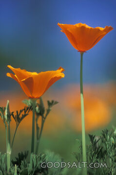 2 Poppies Close-Up