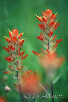 2 Red Wildflowers Close-Up