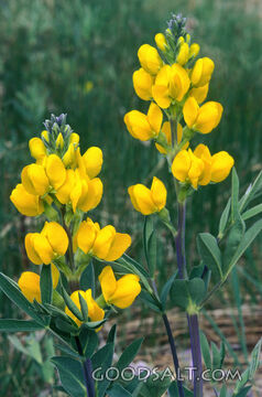 2 Yellow Lupine Flowers Up Close