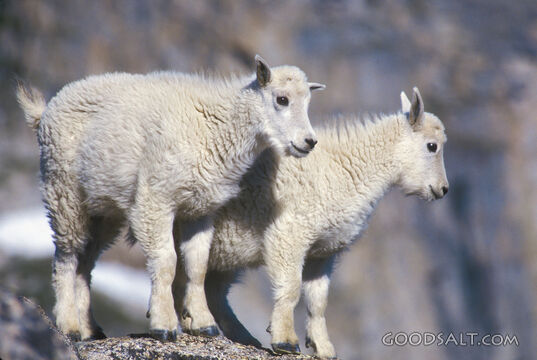 2 Young Mountain Goats on a Rock