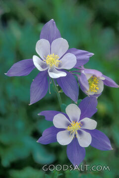 3 Purple Columbine Close-Up