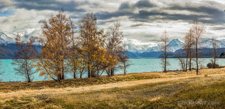 A few Larch trees on edge of lake.
