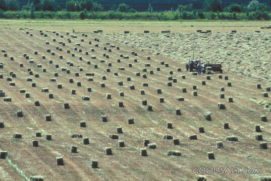 Rows of bailed hay on farm.