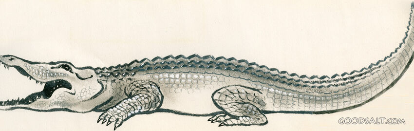 Alligator