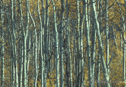Aspen