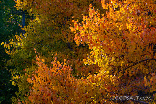 Aspens in Autumn