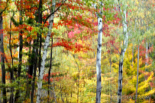 Autumn Blur