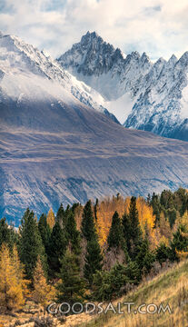 Autumn coloured Larches in alpine area.