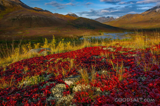 Autumn Finery