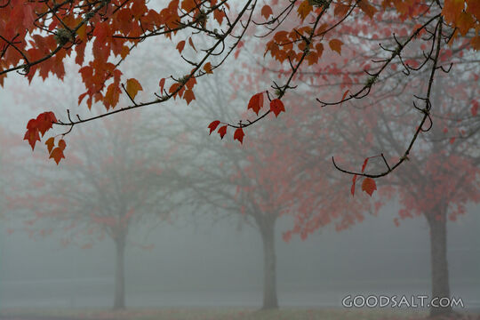 Autumn Fog