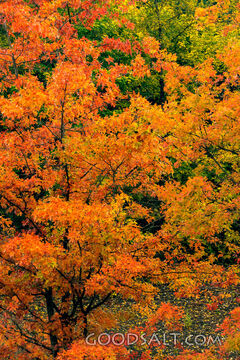 Autumn Leaves
