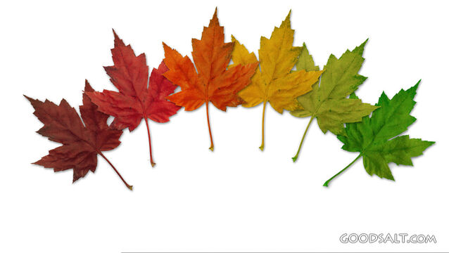 Autumn Leaves on White