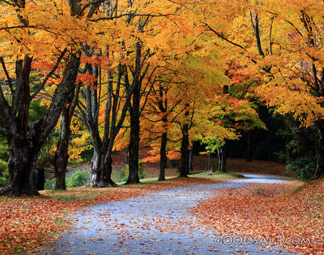 Autumn Pathway