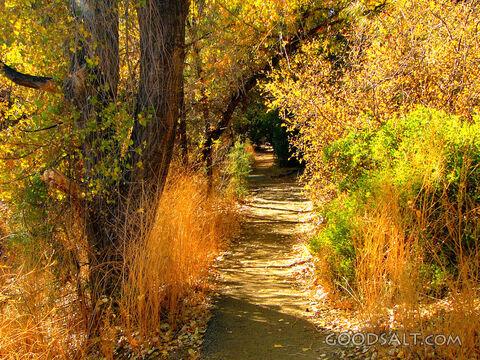 Autumn Splendor, Path at Lynx Lake AZ