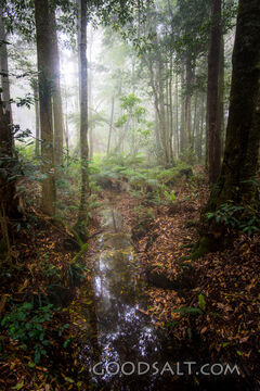 Autumn woodlands in mist.