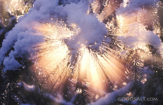 Backlit Pine Tree With Snow