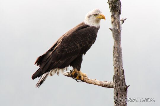 Bald Eagle