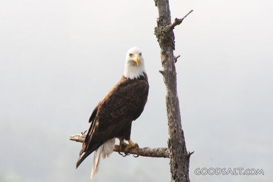 Bald Eagle