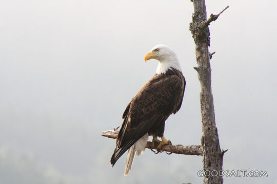 Bald Eagle